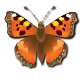 a_(butterfly2)_40?.png