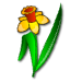 a_(daffodil)_40?.png