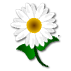 a_(daisy)_40?.png