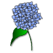 a_(hydrangea)_40?.png