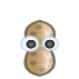 a_(nut5)_40?.png