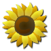 a_(sunflower2)_40?.png